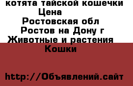 котята тайской кошечки › Цена ­ 8 000 - Ростовская обл., Ростов-на-Дону г. Животные и растения » Кошки   